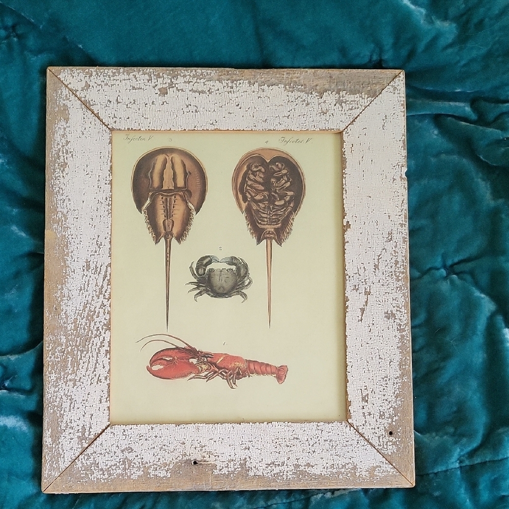 Vintage Sea Life Art Print in 100 Year Old Salvaged Wood Frame | Crabs & Lobster